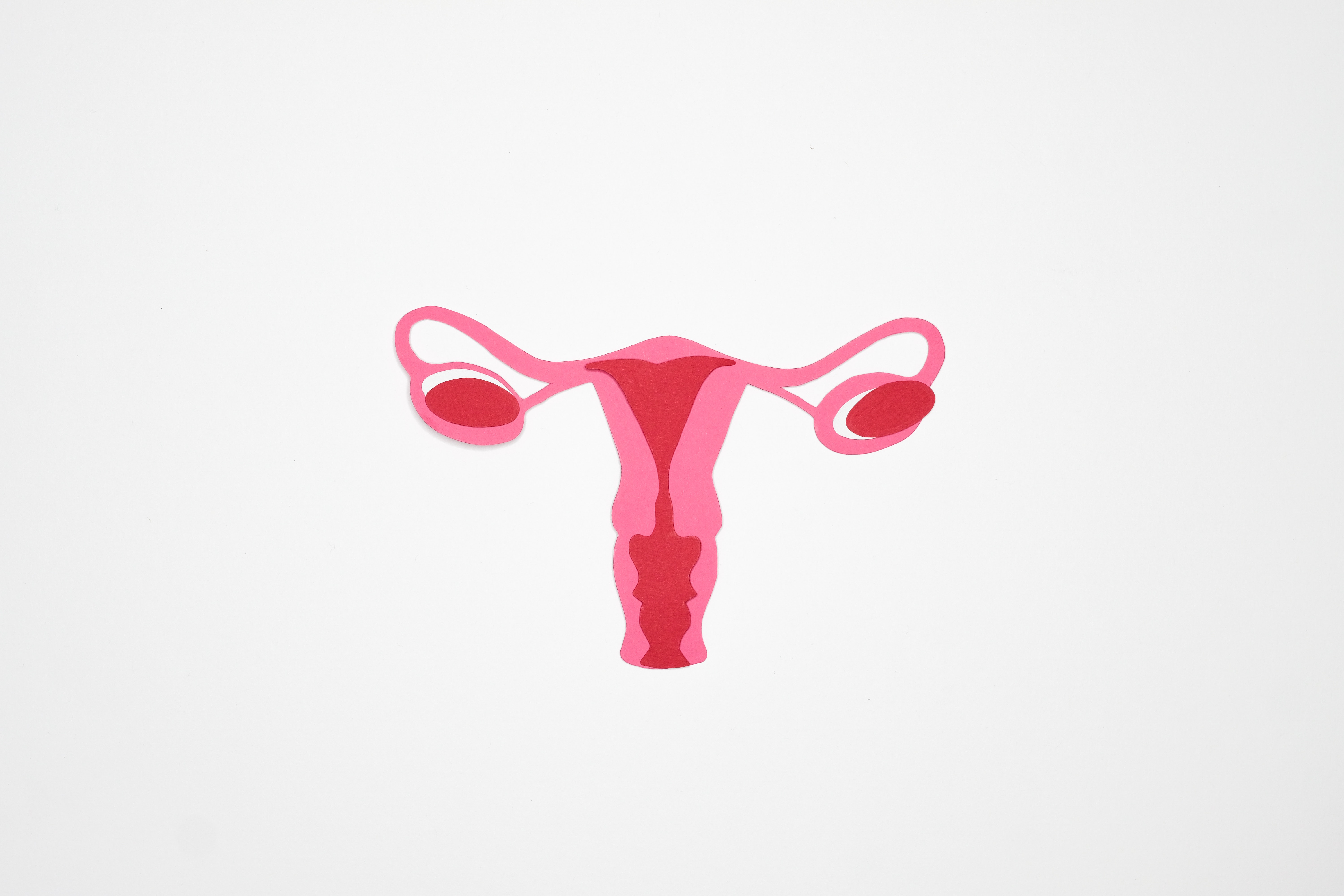 Gezeichneter Uterus vor weißem Hintergrund Gezeichneter Uterus vor weißem Hintergrund