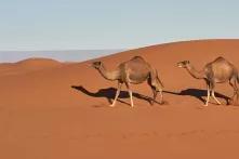 Zwei Dromedare in einer Wüstenlandschaft