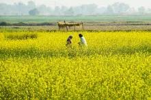 Senffeld in Punjab