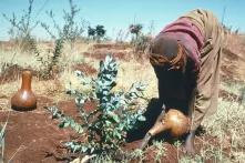 Woman irrigarating