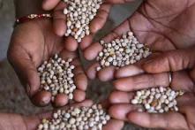 Women show their agricultural products