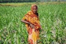 Female farmer weeding maize field in Bihar, India