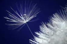 Water drop in a dandelion seed