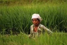 Woman in paddy field.