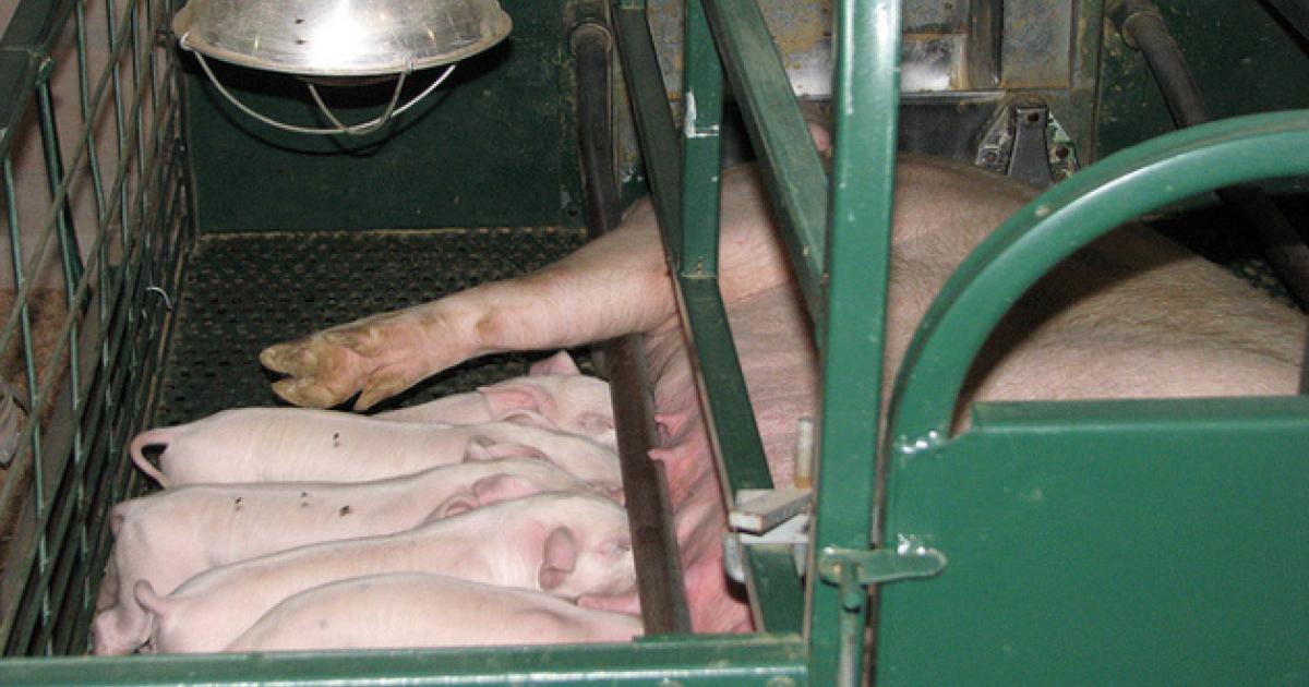 Besamt frau eber Eber Besteigt