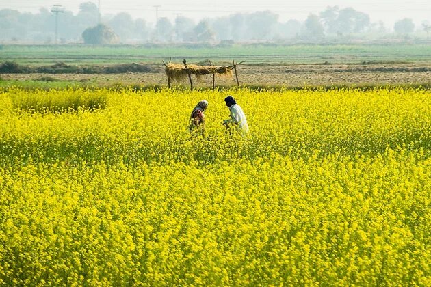 Senffeld in Punjab Senffeld in Punjab