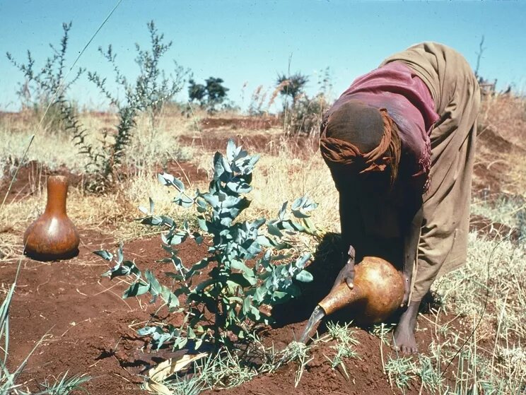 Woman irrigarating Woman irrigarating