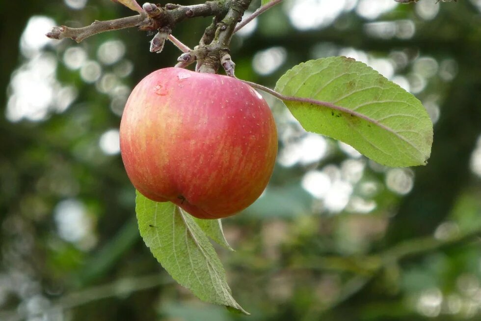 Vergessener Apfel Vergessener Apfel