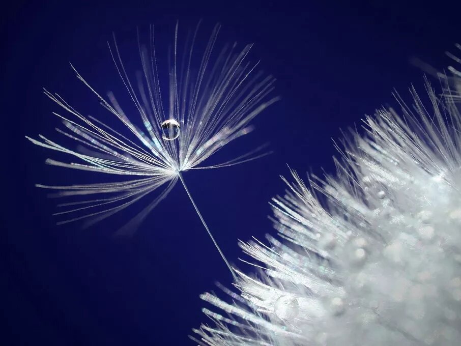 Water drop in a dandelion seed Water drop in a dandelion seed