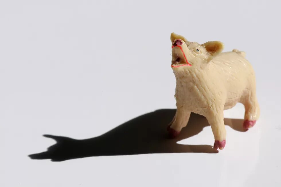 Foto von einem Plastikschwein