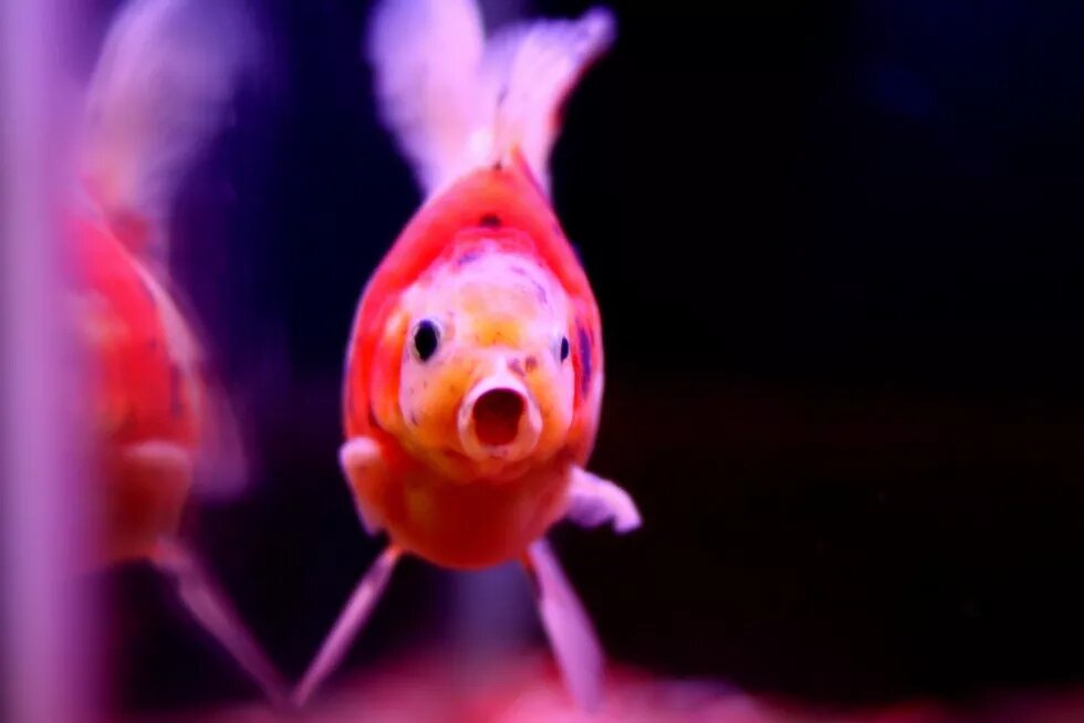 Foto von einem pinken Fisch in einem dunklen Aquarium