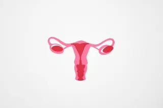 Gezeichneter Uterus vor weißem Hintergrund Gezeichneter Uterus vor weißem Hintergrund