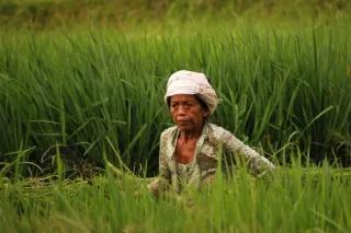 In the paddy field (Bali). Woman in paddy field.