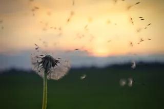 Dandelion Dandelion