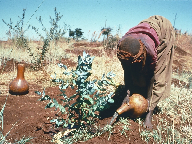 Woman irrigarating Woman irrigarating