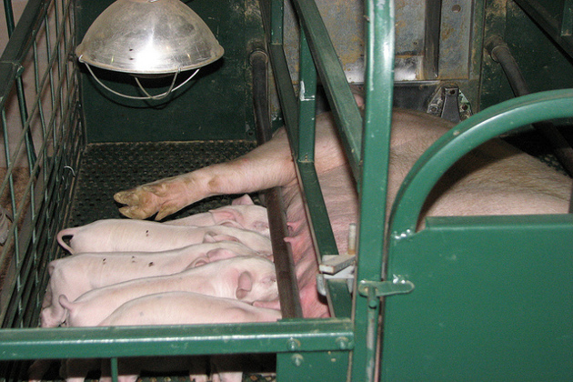 Schweinemast Schweinemast