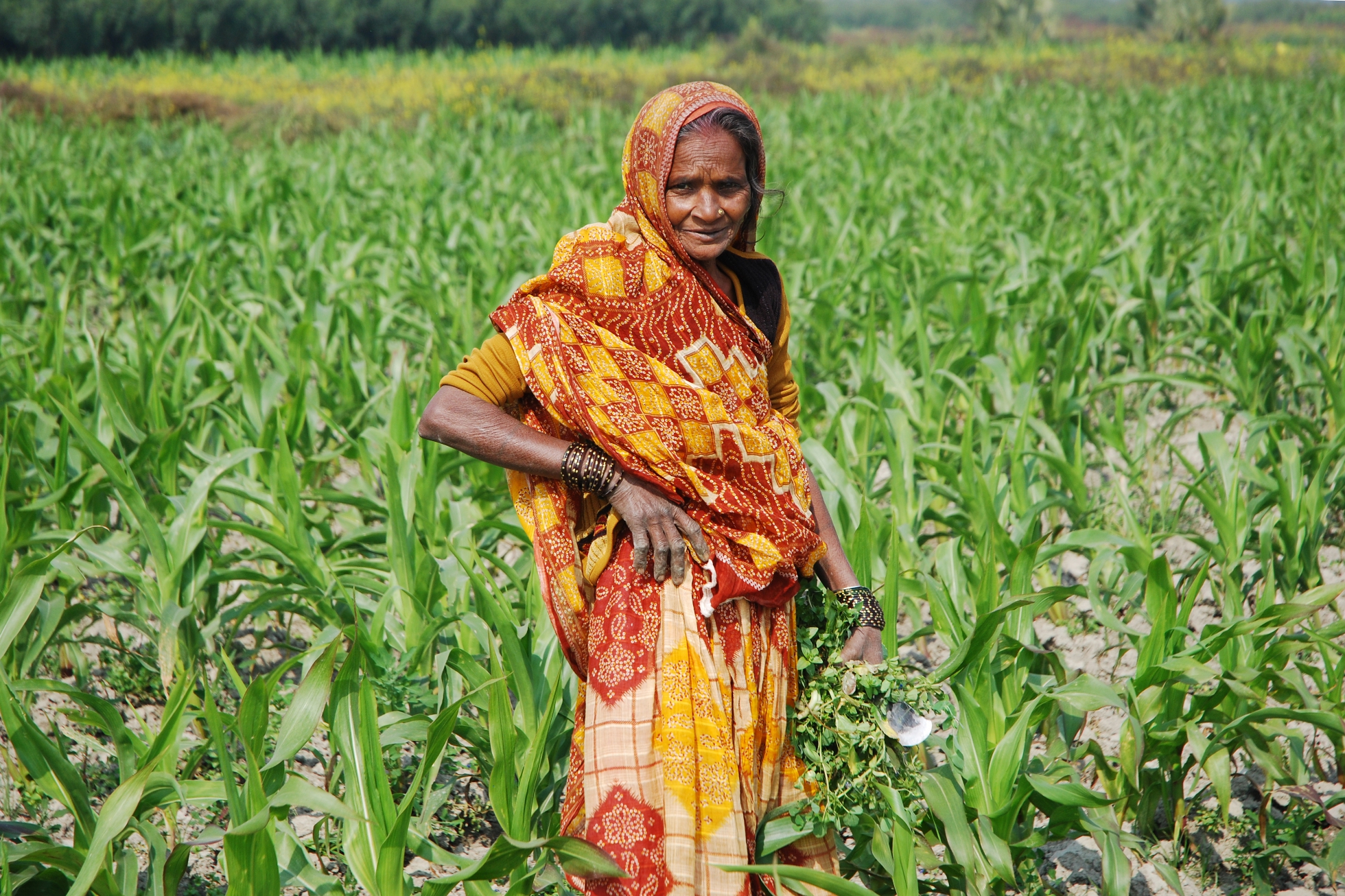 Female farmer weeding maize field in Bihar, India Female farmer weeding maize field in Bihar, India