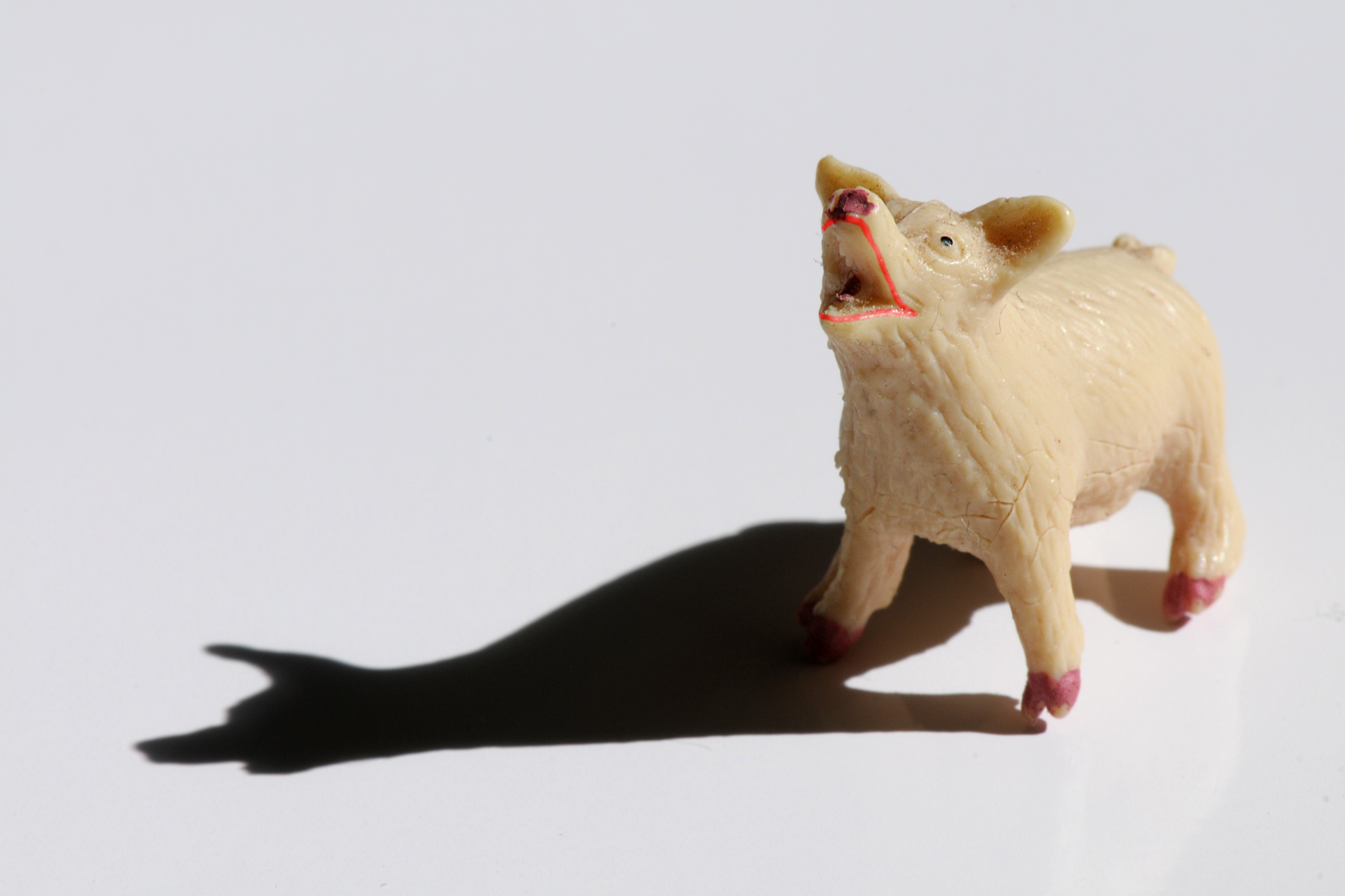 Foto von einem Plastikschwein